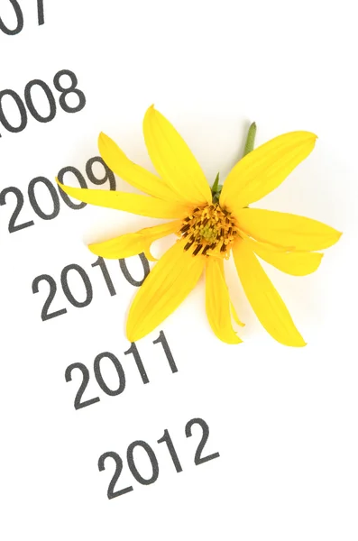 Jerusalem artichoke flower on time line — Stock Photo, Image