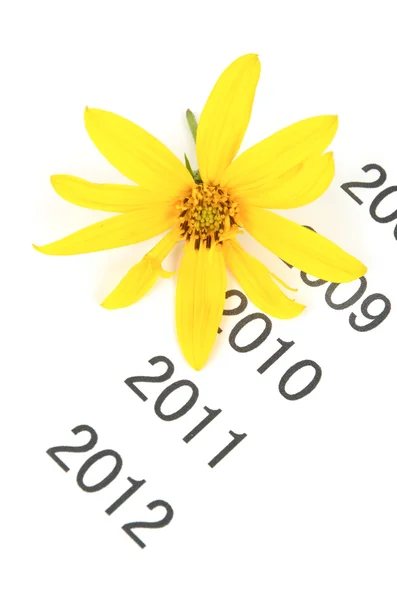 Jerusalem artichoke flower on time line — Stock Photo, Image