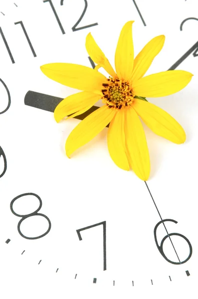 Topinambur kwiat i zegar twarz — Zdjęcie stockowe