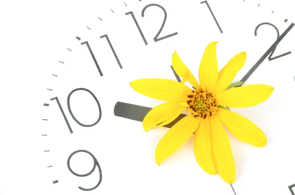 Topinambur květin a hodiny tvář — Stock fotografie