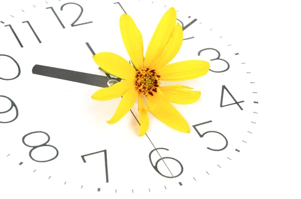 Topinambur kwiat i zegar twarz — Zdjęcie stockowe