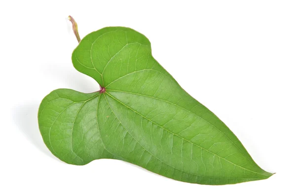 Chinese yam leaf — Stock Photo, Image