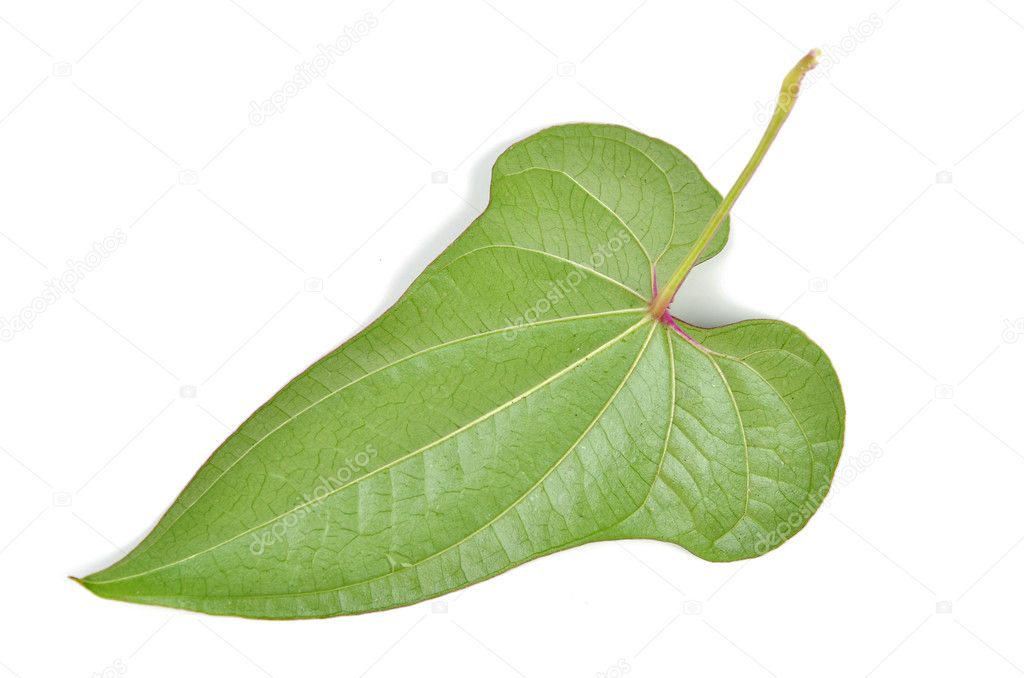 Chinese yam leaf — Stock Photo © anaken2012 12069967