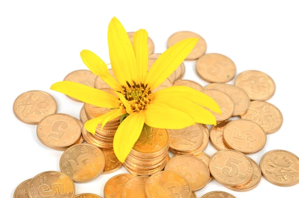 Jordärtskocka blomma och mynt — Stockfoto