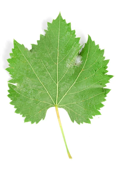 Folha de árvore plana — Fotografia de Stock