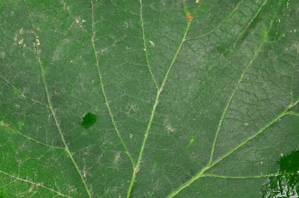 Лист плоского дерева — стоковое фото