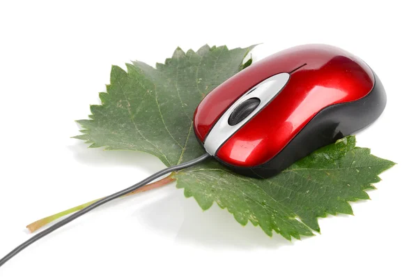 컴퓨터 마우스와 잎 — 스톡 사진