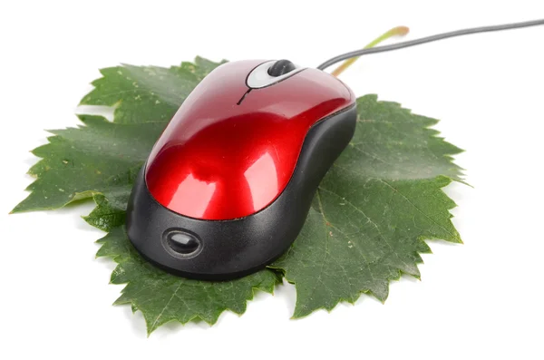 컴퓨터 마우스와 잎 — 스톡 사진