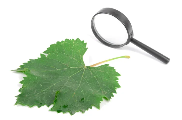 プラタナスの葉と拡大鏡 — ストック写真