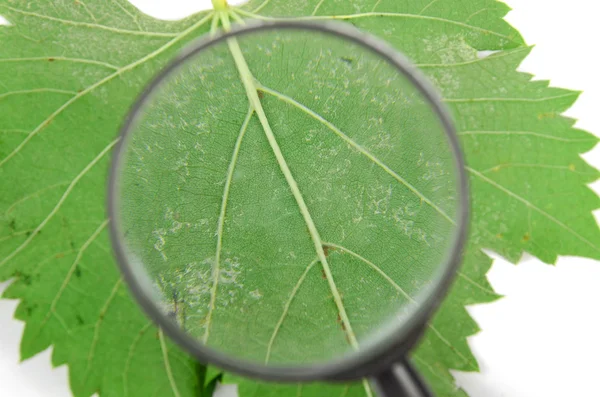플라타너스 잎 및 돋보기 — 스톡 사진