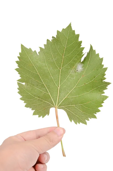 플라타너스 잎 — 스톡 사진