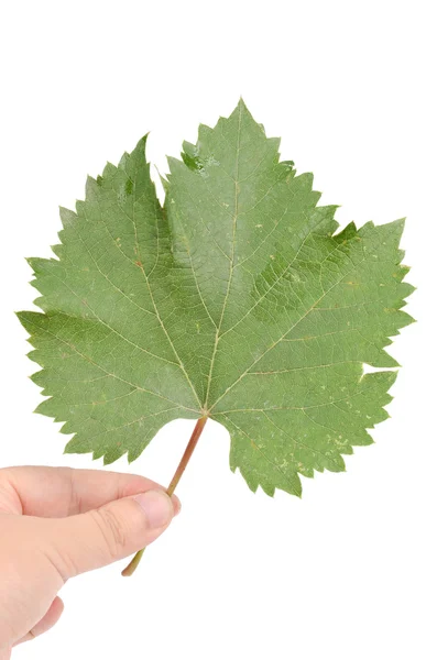 플라타너스 잎 — 스톡 사진