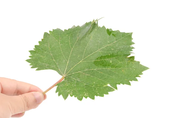 Лист плоского дерева — стоковое фото