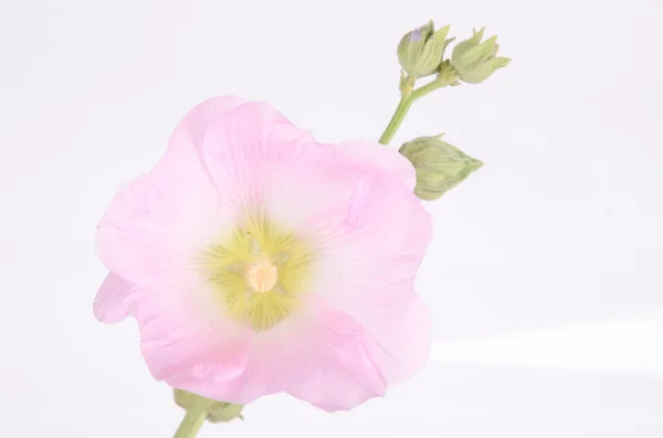접시꽃 — 스톡 사진