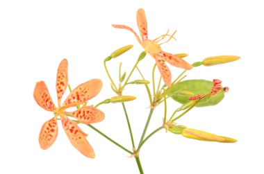 BlackBerry lily