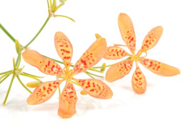 BlackBerry lily