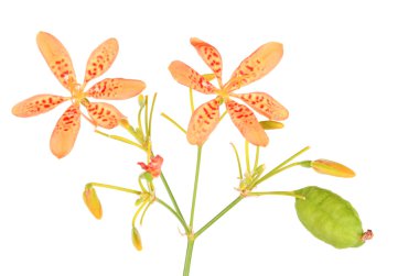 BlackBerry lily