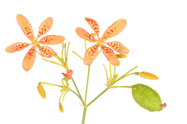 stock image Blackberry lily