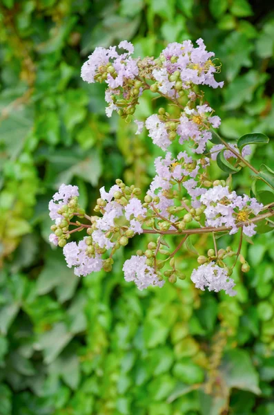 Kırık mersin çiçeği — Stok fotoğraf