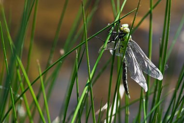 Dragonfly on top of the grass by lake clipart