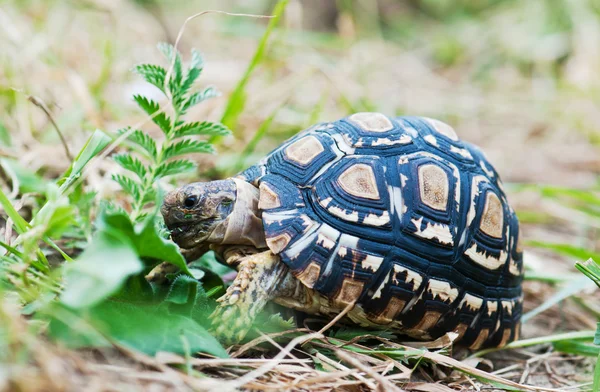 Leopard tortoise — Stock Photo, Image
