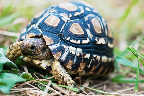 Szczegóły Lampart żółw — Zdjęcie stockowe