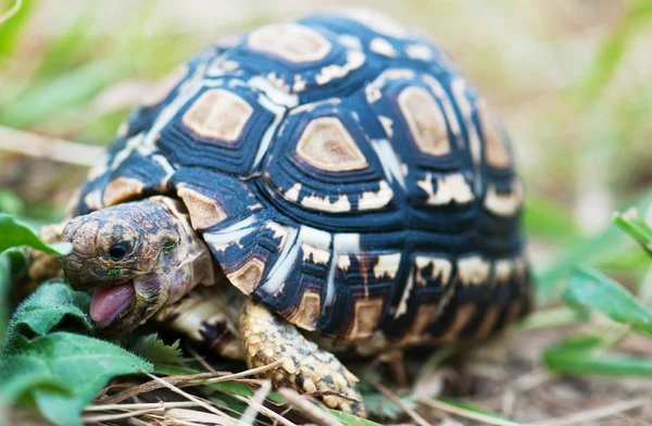 Tong schildpad — Stockfoto