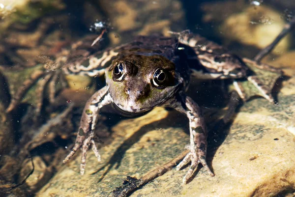 The frog is heated — Stok fotoğraf