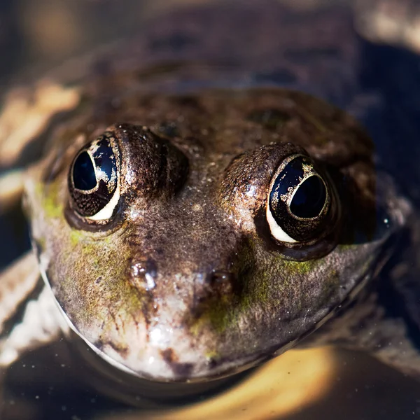 The frog face in the watter — Stock Photo, Image