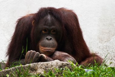 Erkek orangutanın (Pongo pygmaeus rahatlatıcı)