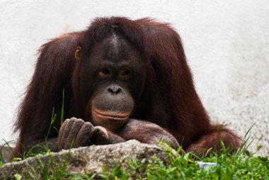 Female of orangutan relaxing (Pongo pygmaeus) clipart