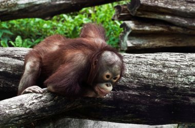 Genç orangutan (Pongo pygmaeus)