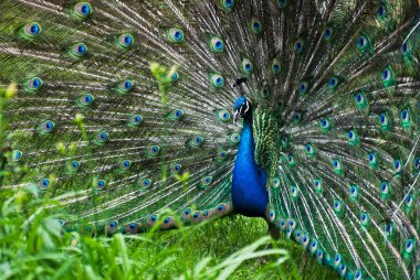 Peacock (Pavo cristatus) clipart