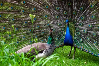 Tavus kuşu (Pavo cristatus çifti)