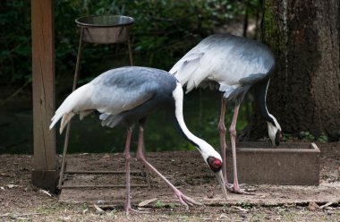 İki Beyaz enseli vinçler (Grus vipio)