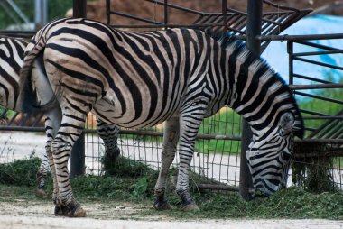 Zebra Chapman (Equus quagga chapmani)