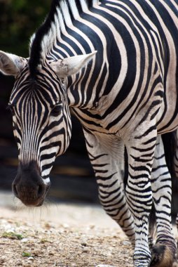 Zebra Chapman (Equus quagga chapmani)