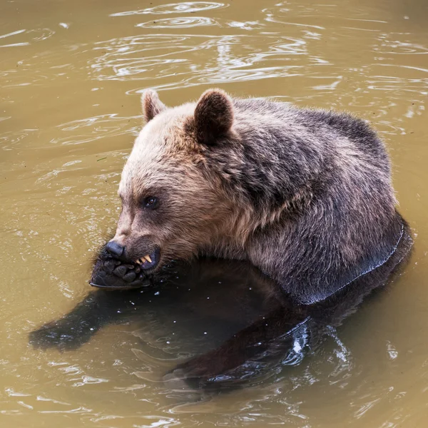 Молодой медведь (Ursus arctos ) — стоковое фото