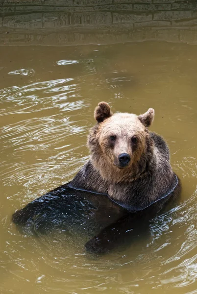Молодой медведь в воде (Ursus arctos ) — стоковое фото