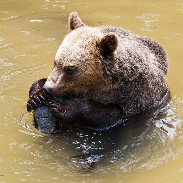 Niedźwiedź lizanie jego łapa (Ursus arctos) — Zdjęcie stockowe