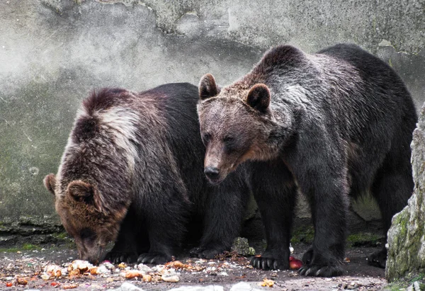 Two bear brothers (Ursus arctos) — Stock Photo, Image