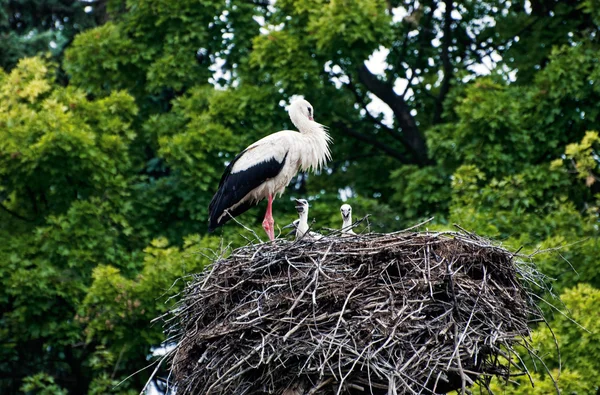 Il nido di cicogne — Foto Stock