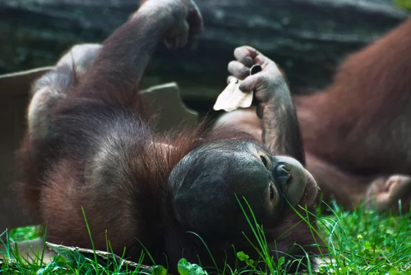 Cub van orang-oetan (Pongo pygmaeus) — Stockfoto