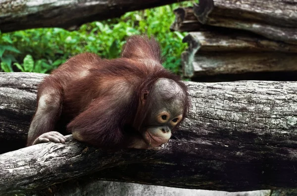 stock image Young orangutan (Pongo pygmaeus)
