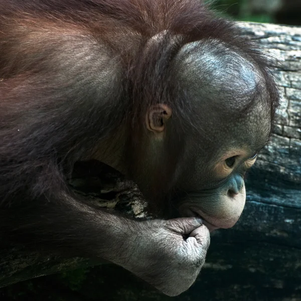 Detalle de orangután joven (Pongo pygmaeus ) — Foto de Stock