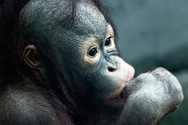 Närbild på liten orangutang (Pongo pygmaeus) — Stockfoto