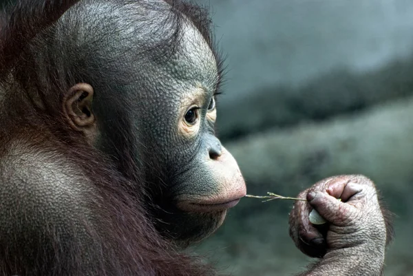 Aspetto del piccolo orango (Pongo pygmaeus ) — Foto Stock