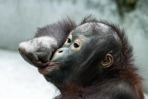 Liten orangutang gör kul (Pongo pygmaeus) — Stockfoto