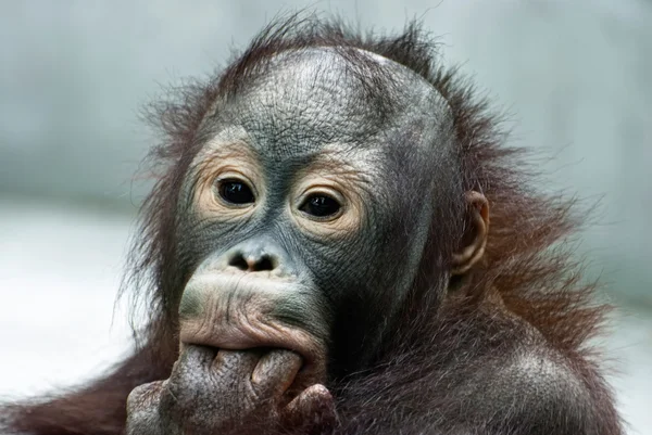 stock image Orangutan licking the fingers (Pongo pygmaeus)