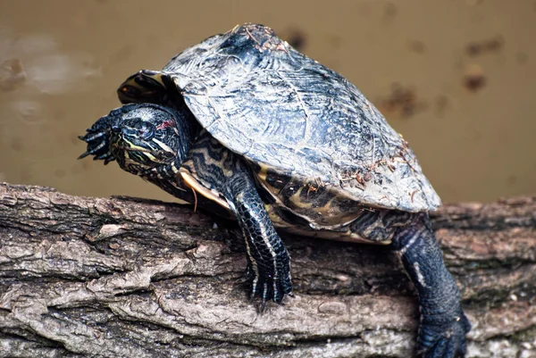 Красноухая черепаха (trachemys scripta elegans) — стоковое фото